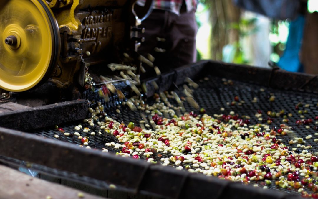 Coffee processing methods