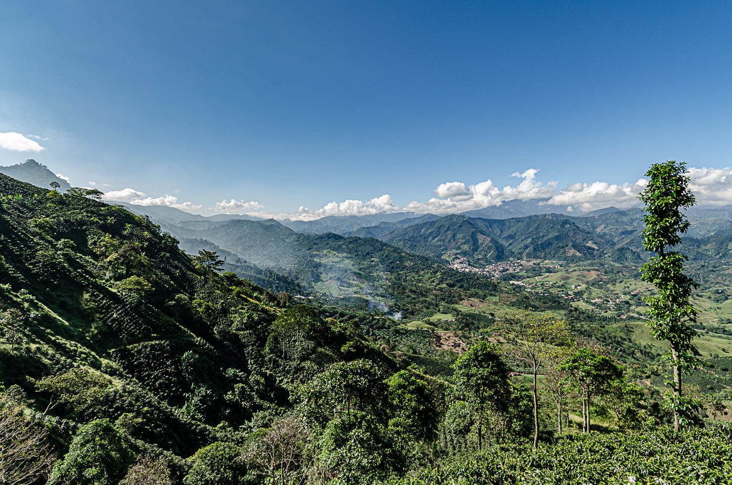 Following the Andes // Harvest in Colombia