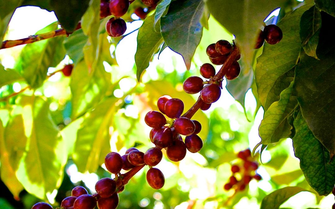 Origin Focus // Ethiopian Coffee