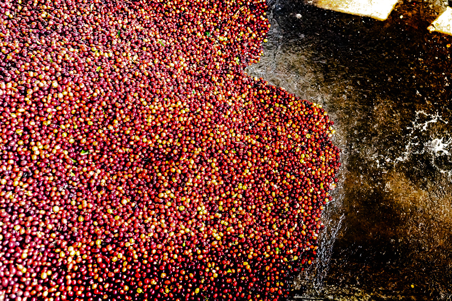 Fermentation in Coffee