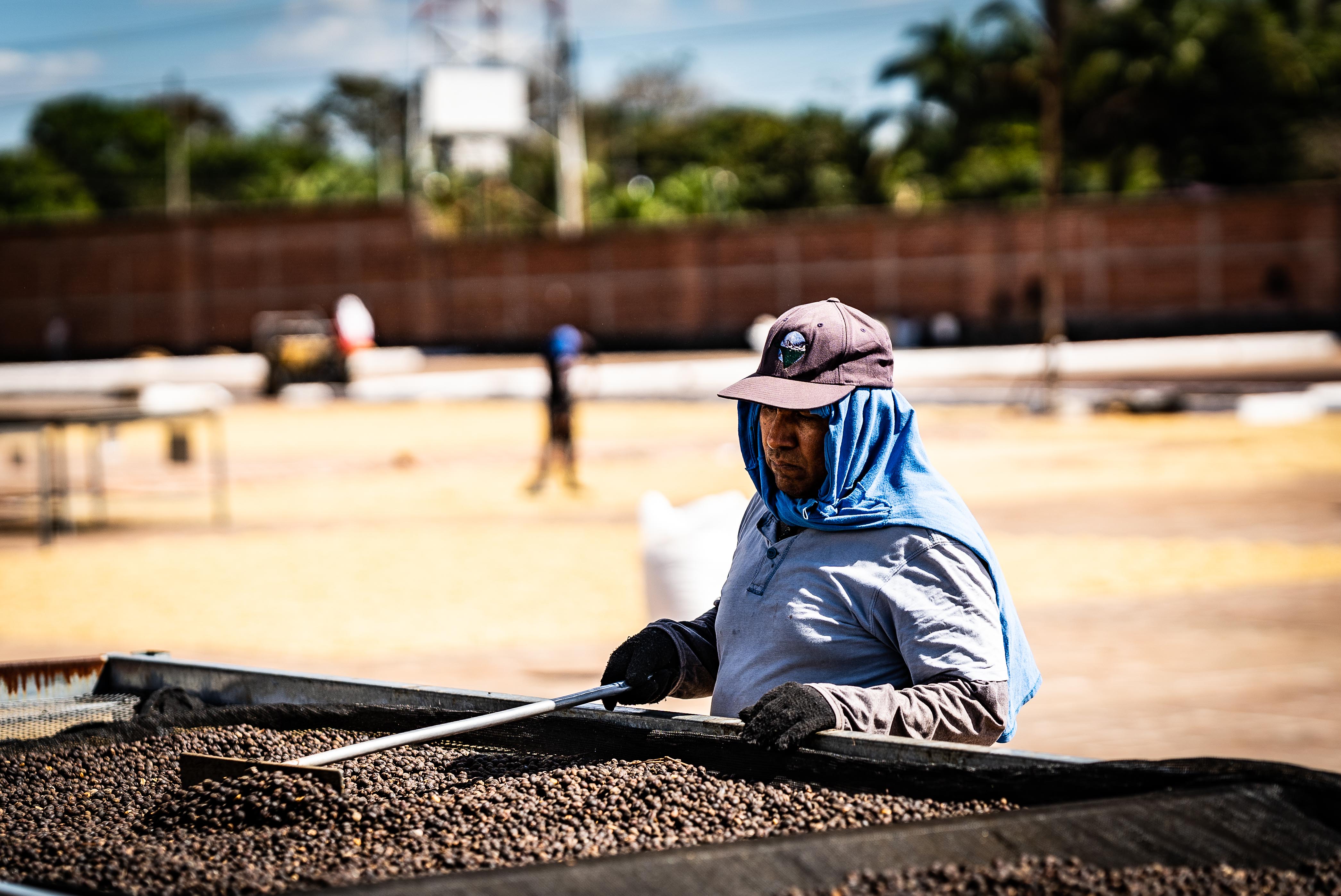 Honey Processed Coffee