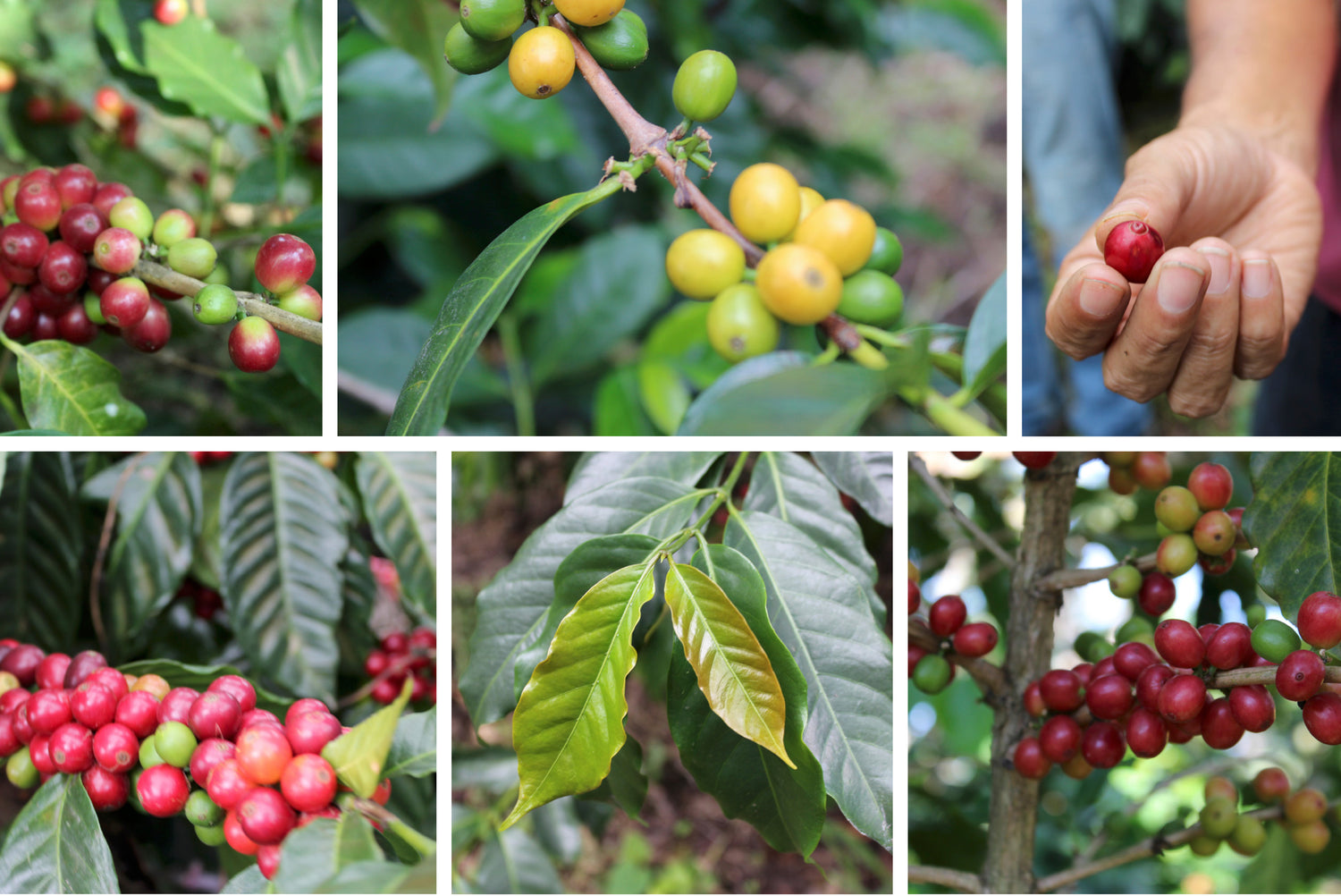 Coffee Varieties