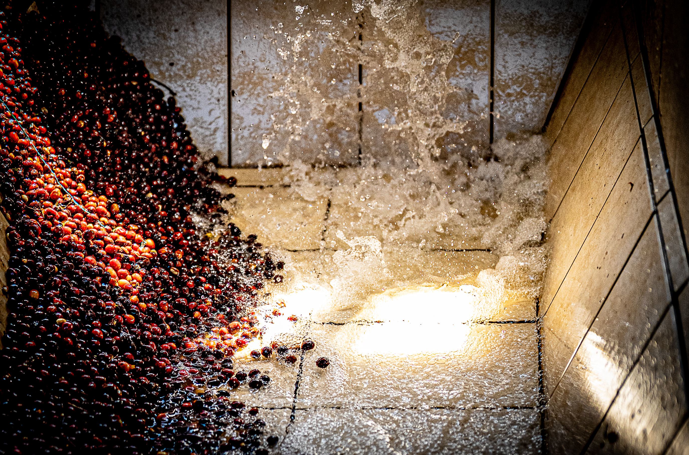 The Fermentation Project