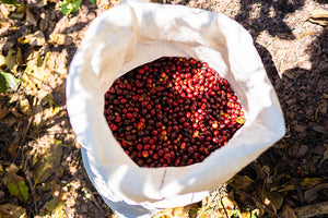 What is specialty coffee?
